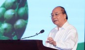 Muốn phát triển cây mắc ca ở Việt Nam cần phải có công nghiệp chế biến